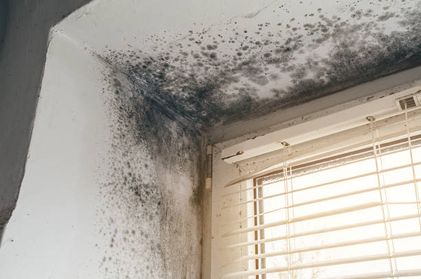Affordable Mold Removal solutions in Nashville, IL